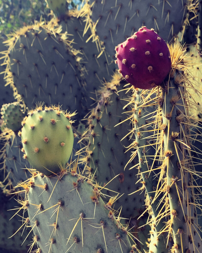 prickly pear