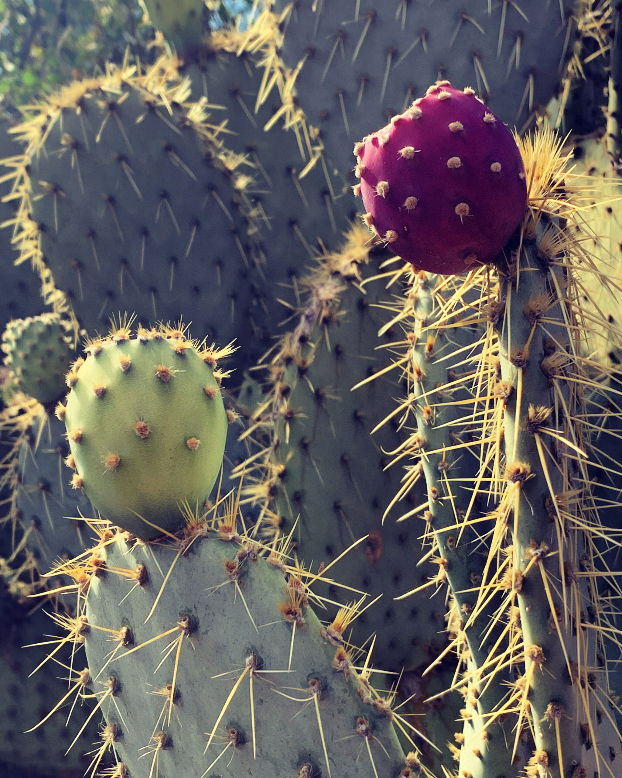 prickly pear